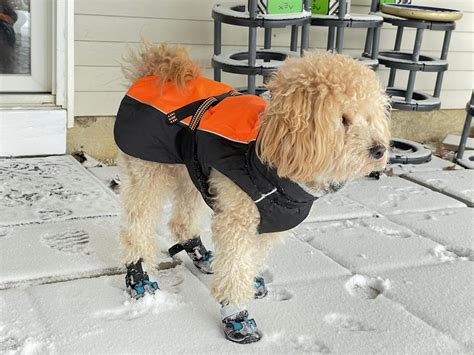 Waterproof Dog Boots - Waterproof Dog Shoes – PetPawsabilities