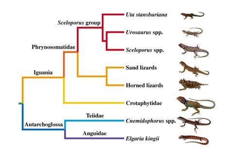 TAXONOMY/EVOLUTION - The Northern Fence Lizard