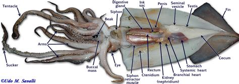 Biology11: Squid Dissection