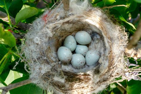 Goldfinch: song, eggs & facts - Plantura