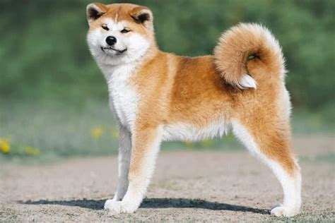 Shiba Akita Mix: Incredible Energy, Unmatched Loyalty