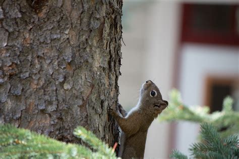 Squirrel Tree Cute - Free photo on Pixabay - Pixabay