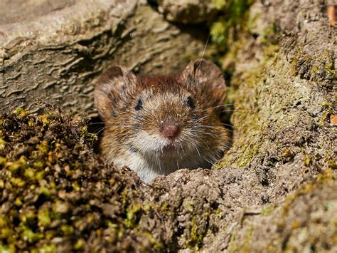 How to Get Rid of Voles: 4 Methods of Vole Control - 2024 - MasterClass