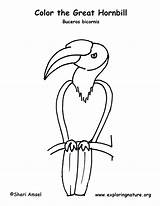 Hornbill Great – Coloring Nature sketch template