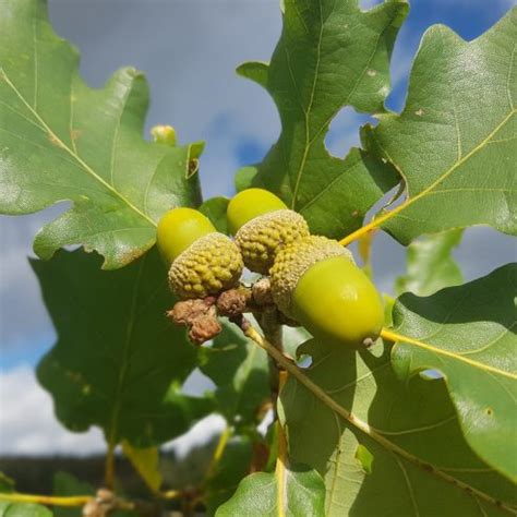 Quercus petraea