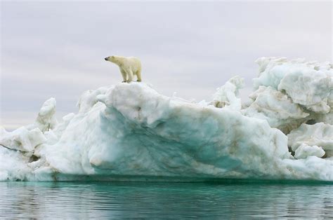 Polar Bear Stands On Top Of An Iceberg Photograph by Steven J ...