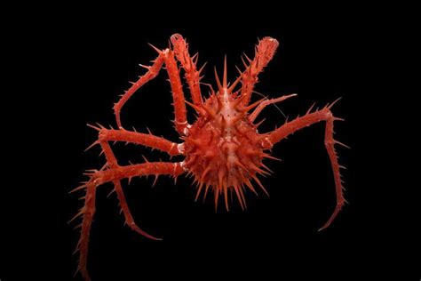 Bizarre new deep-sea creatures discovered off Australian coast | New ...