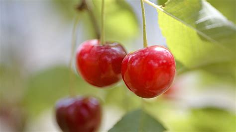 Download wallpaper 1920x1080 cherry, fruit, blur, macro full hd, hdtv, fhd, 1080p hd background