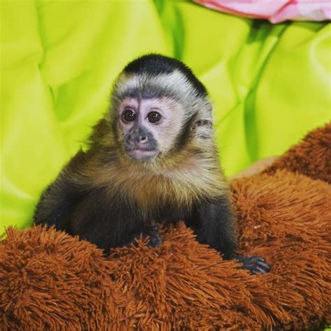 Pet Capuchin Monkey