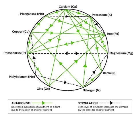 Mulders Chart: Nutrient Interactions – NutriAg