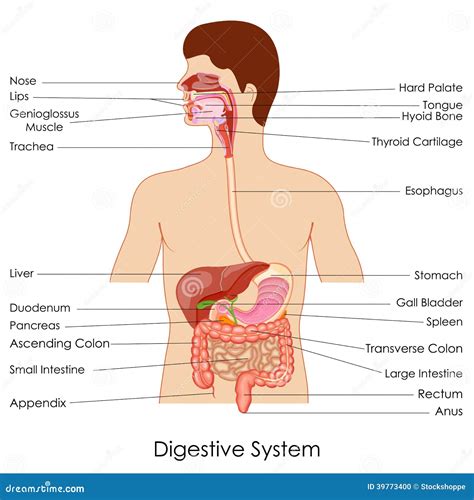 Digestive System Royalty-Free Stock Image | CartoonDealer.com #48760102