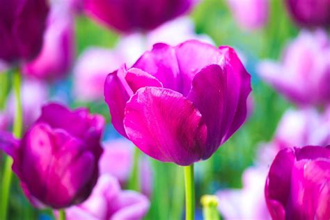 900+ Free Purple Tulip & Spring Images - Pixabay