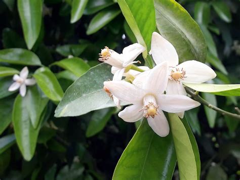 Citrus flowers on the tree stock photo. Image of grapefruits - 145566248