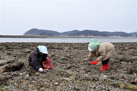 Yeonpyeong Island, South Korea after the shelling - All Photos - UPI.com