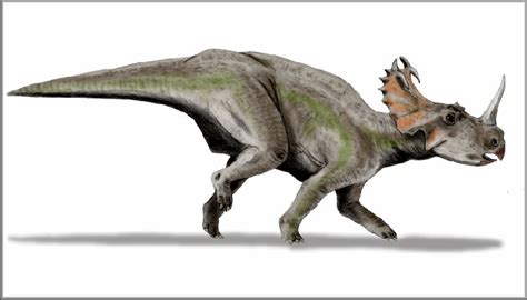 Eucentrosaurus | Wiki Prehistórico | FANDOM powered by Wikia