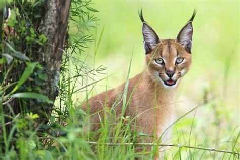 Forgotten Felines: The Seven Small Cats of Africa