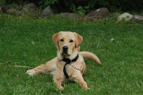 Yellow lab Golden retriever mix! This will be a dog I own! So adorable! Labrador Puppies For ...