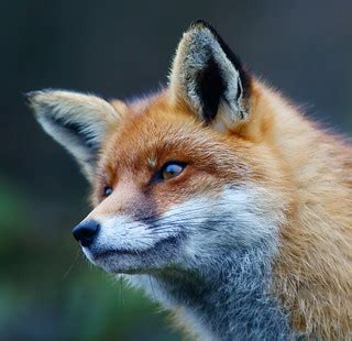Fox Portrait | Seen at the Brirtish Wildlife Centre, Newchap… | Flickr
