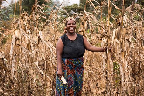 Photo Essay: Maize Harvest And Storage | One Acre Fund