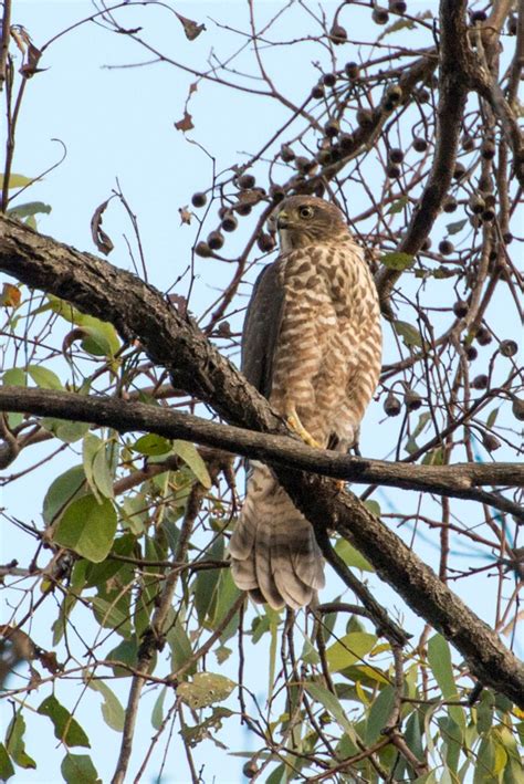 BirdLife Melbourne - Brown Goshawk