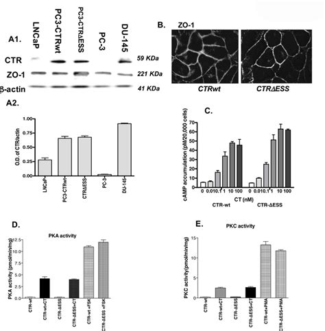 Mutation of CTR-C tail does not affect its localization or signaling ...