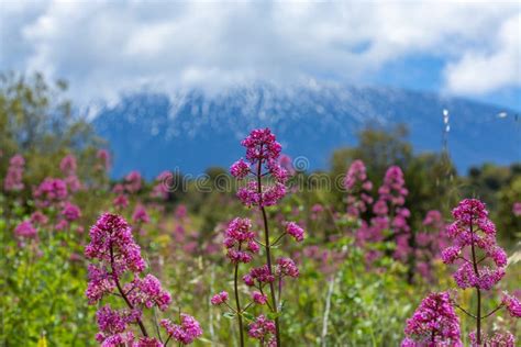 Flora of Active Stratovolcano Mount Etna on East Coast of Island Sicily, Italy Stock Photo ...