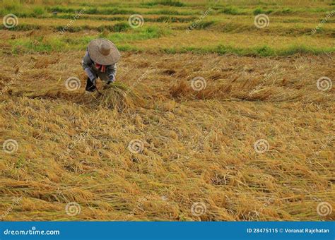 Farmer harvesting rice stock image. Image of country - 28475115