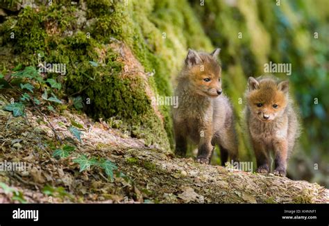 Red Fox (Vulpes vulpes) pups, France Stock Photo - Alamy