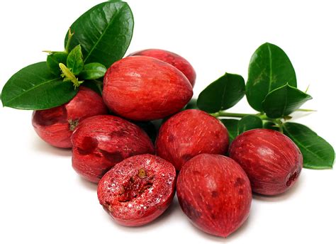 Natal Plums Information and Facts | Sementes de frutas, Árvore de ameixa, Mudas de plantas