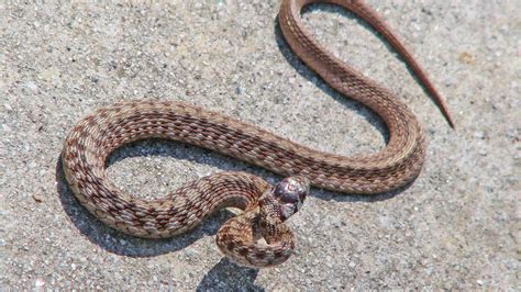 A Field Guide to Commonly Misidentified Snakes