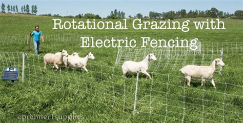 Rotational Grazing for Goats Using Electric Fencing | Bent Pine Farm