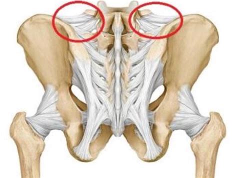 Ligaments Of The Sacrum