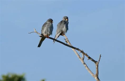 Amur Falcon - Facts, Diet, Habitat & Pictures on Animalia.bio