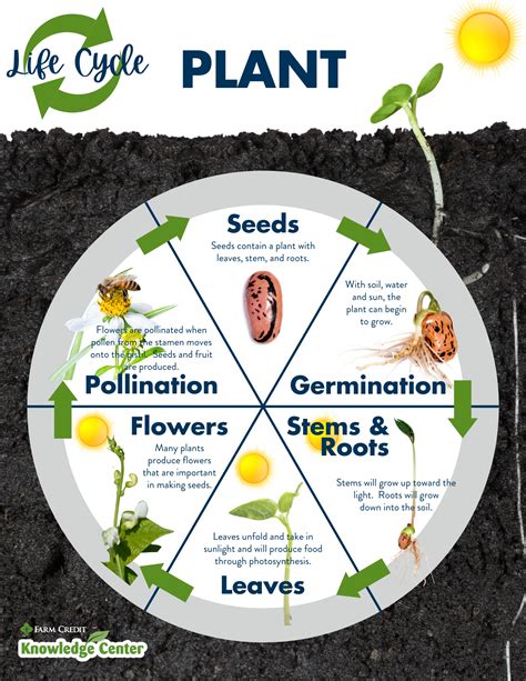 Agriculture and the Plant Life Cycle | Farm Credit of the Virginias