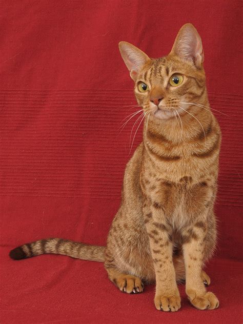 Ocicat - The Amazing Pet Wild Cat