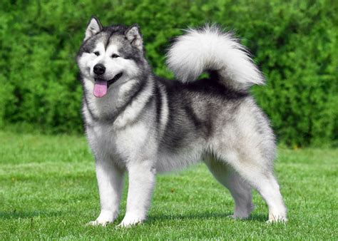 8 Oldest Dog Breeds On The Planet