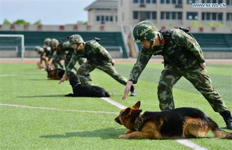 Police dogs trained in SW China- China.org.cn