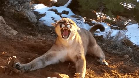 Video: Utah Conservation Officer Frees Mountain Lion from Bobcat Trap ...