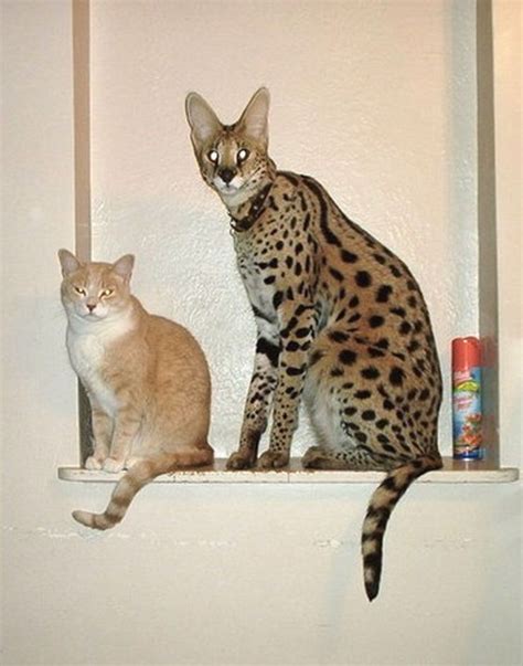 Putting things in perspective. A regular domestic house cat & a serval | Domestic cat, Savanna cat