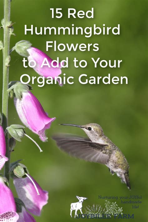 15 Red Hummingbird Flowers to Add to Your Organic Garden