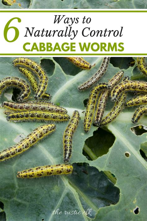 11 Organic Methods to Control Cabbage Worms | Cabbage worms, Cabbage, Worms