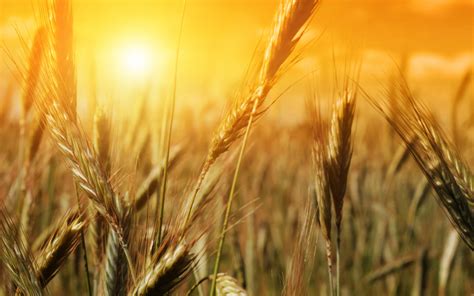 La encuesta sobre el trigo en el Canadá ayuda a alimentarse mejor - All About Feed ES - Puerta a ...