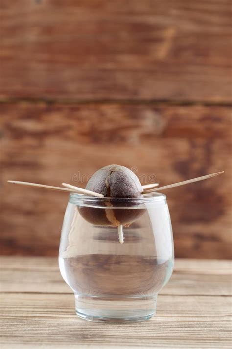 Germinating Avocado - Part 2 Stock Photo - Image of rooting, water ...