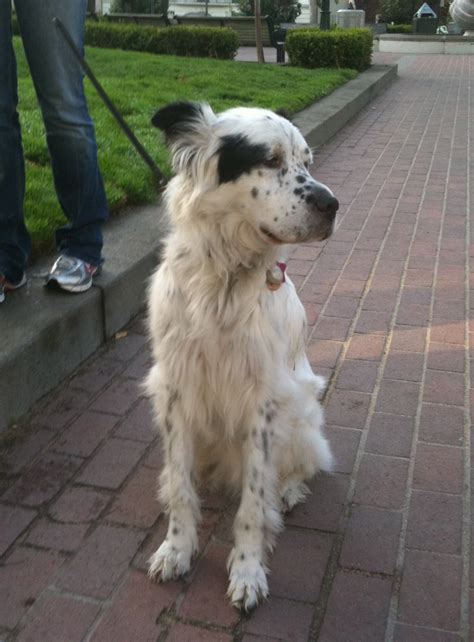 Dog of the Day: Casimiro the English Setter Mix | The Dogs of San Francisco