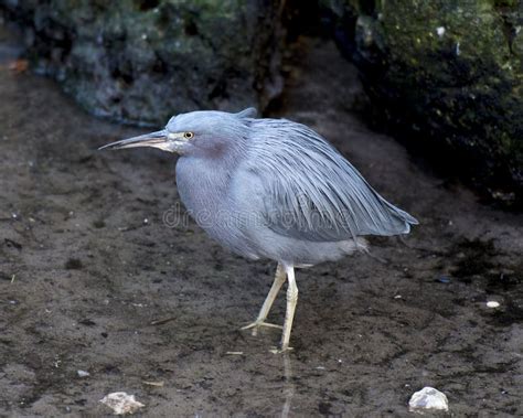 Little Blue Heron Bird Stock Photos. Litle Blue Heron Bird Close-up Profile View in Water ...