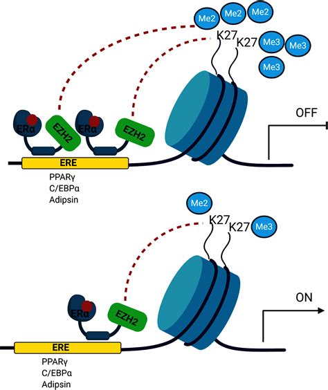 Estrogen receptor alpha regulates the expression of adipogenic genes genetically and ...