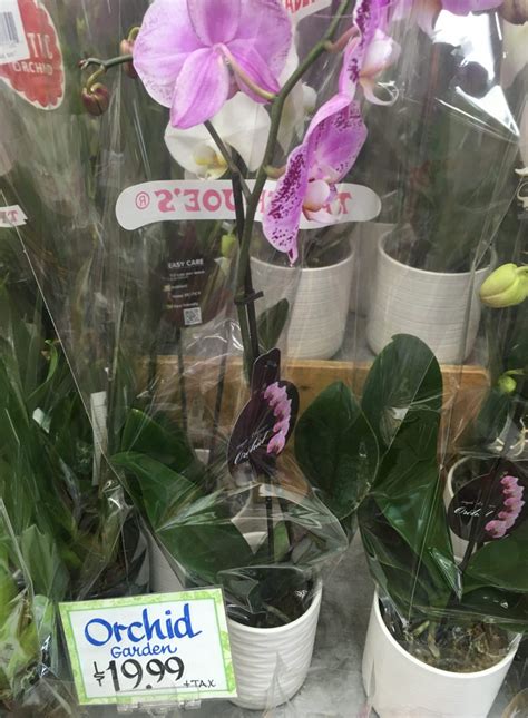 Trader Joe's Orchids, Seasonal - Trader Joe's Reviews