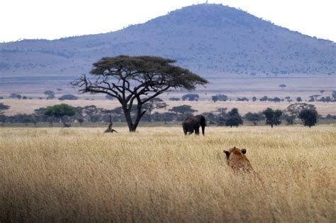 Safari au Mozamgique et plongée: guide, conseils et sélection!