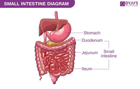 Small Intestine Diagram