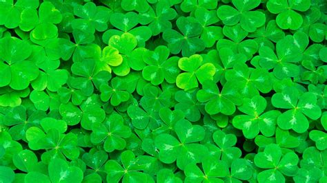 Shamrock Desktop Wallpaper (51+ images)